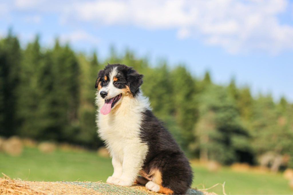 chiot Berger Australien Opal Aussie