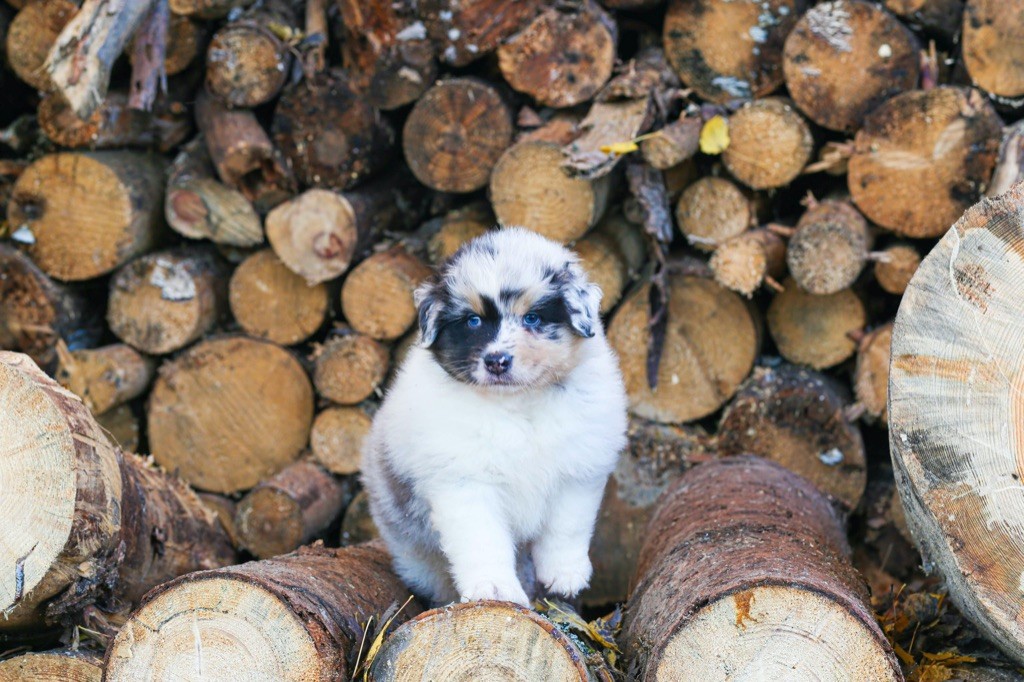 Opal Aussie - Chiot disponible  - Berger Australien