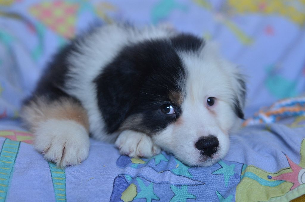 Opal Aussie - Chiot disponible  - Berger Australien