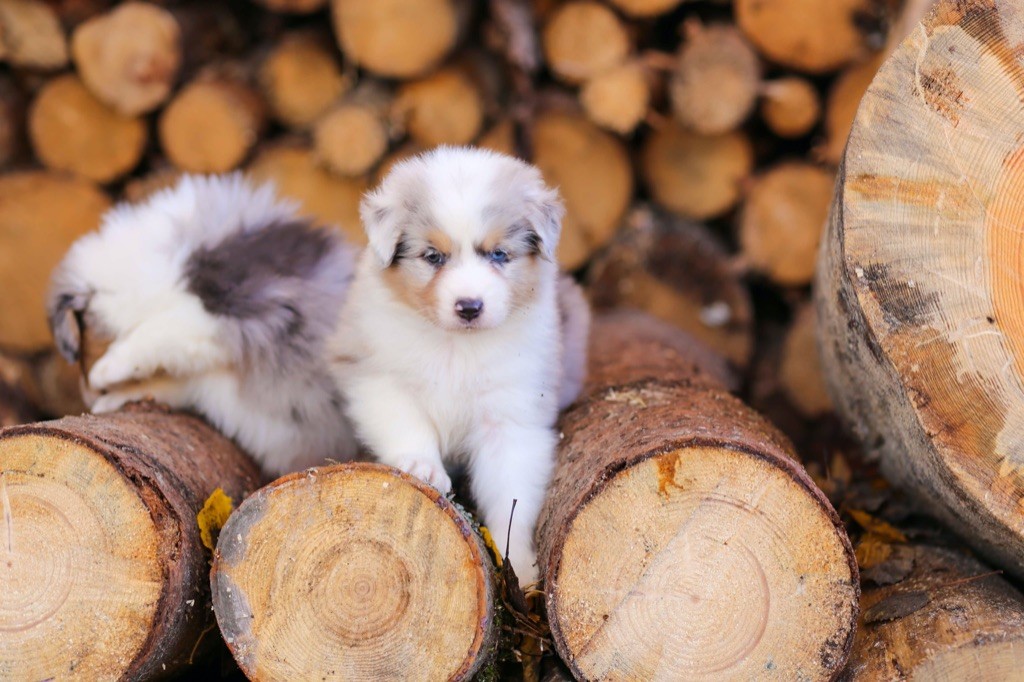 Opal Aussie - Chiot disponible  - Berger Australien