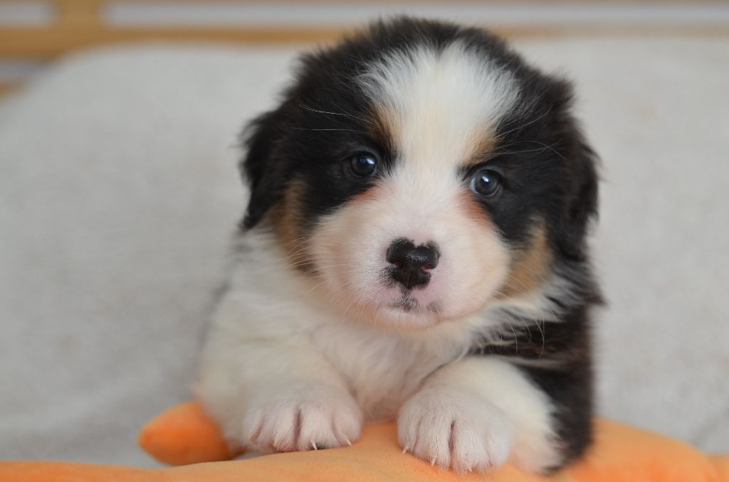 Opal Aussie - Chiot disponible  - Berger Australien