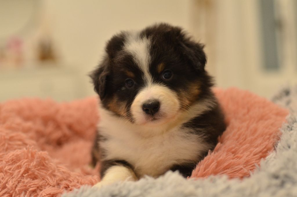 Opal Aussie - Chiot disponible  - Berger Australien