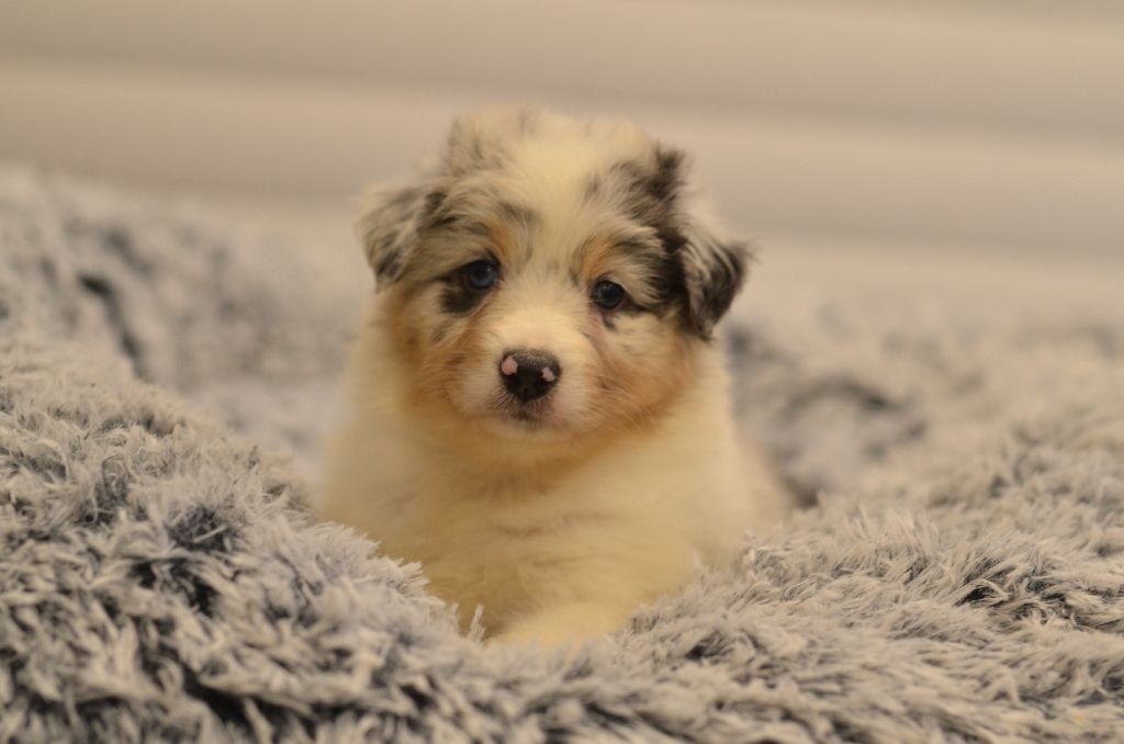 Opal Aussie - Chiot disponible  - Berger Australien