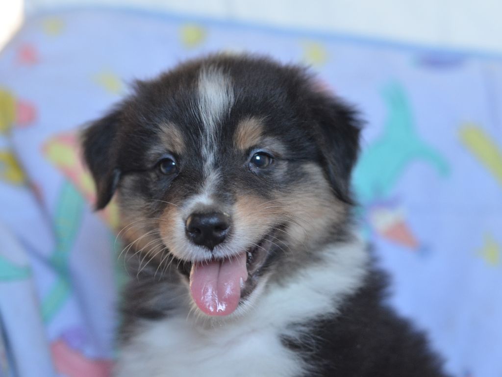 Opal Aussie - Chiot disponible  - Berger Australien