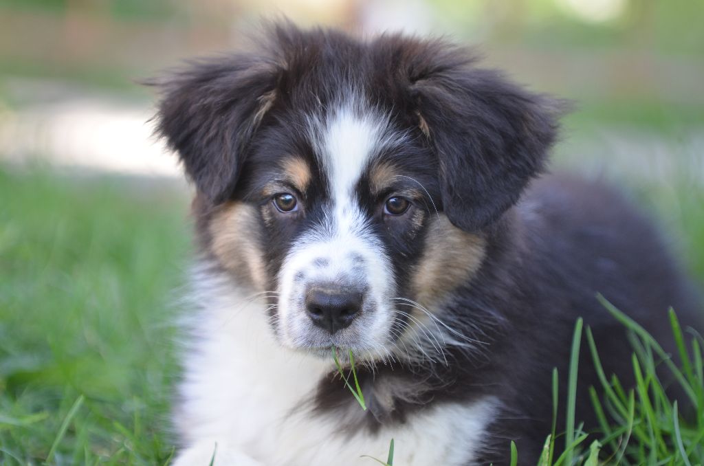 Opal Aussie - Chiot disponible  - Berger Australien