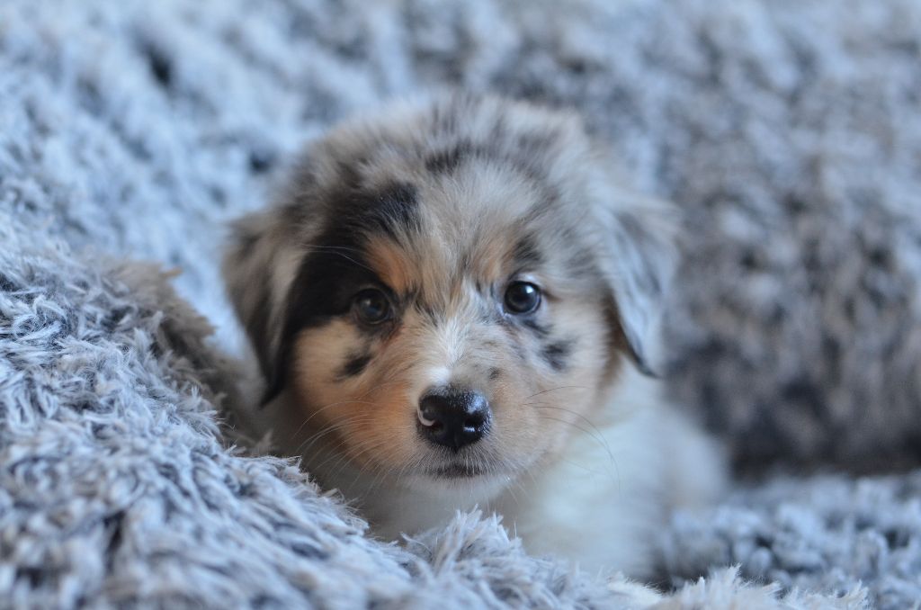 Opal Aussie - Chiot disponible  - Berger Australien