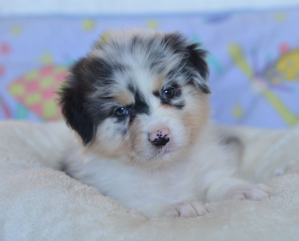 Opal Aussie - Chiot disponible  - Berger Australien