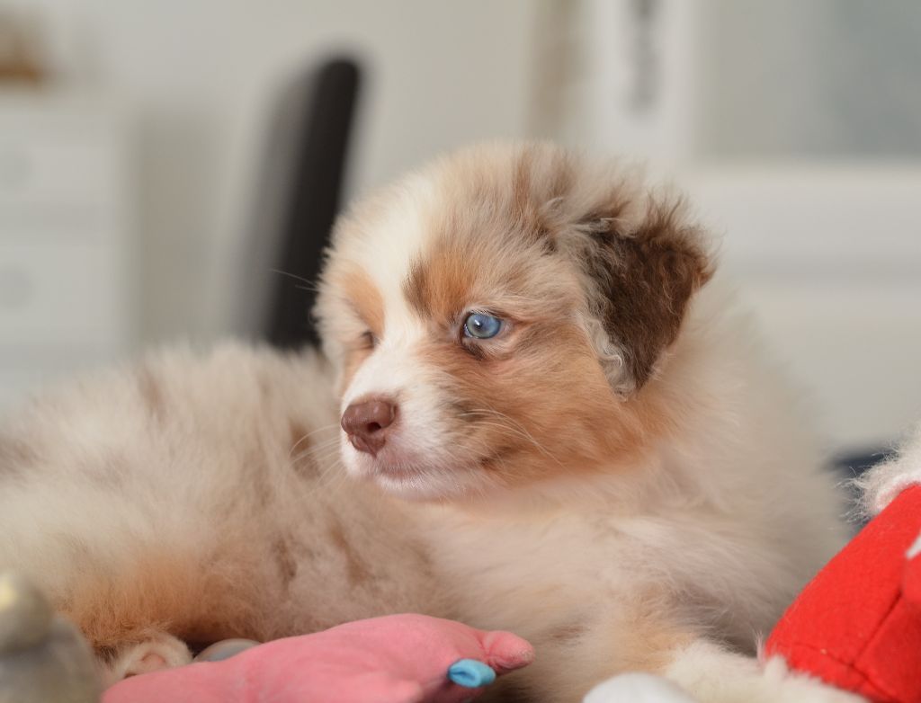 chiot Berger Australien Opal Aussie