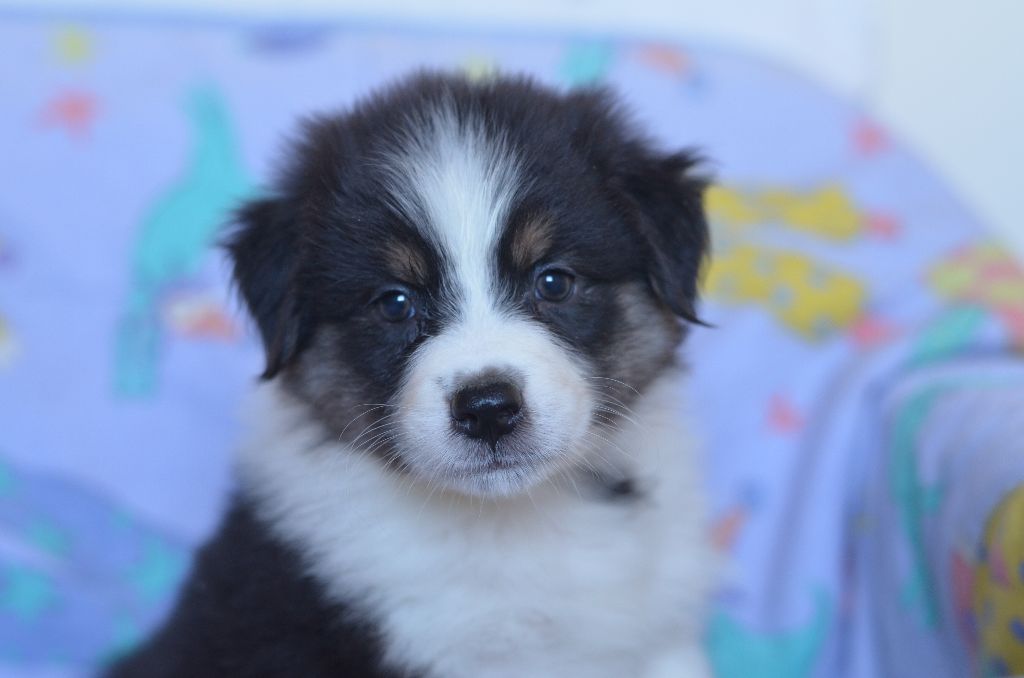 Opal Aussie - Chiot disponible  - Berger Australien