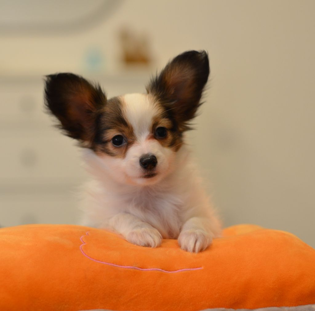 chiot Epagneul nain Continental (Papillon) Opal Aussie