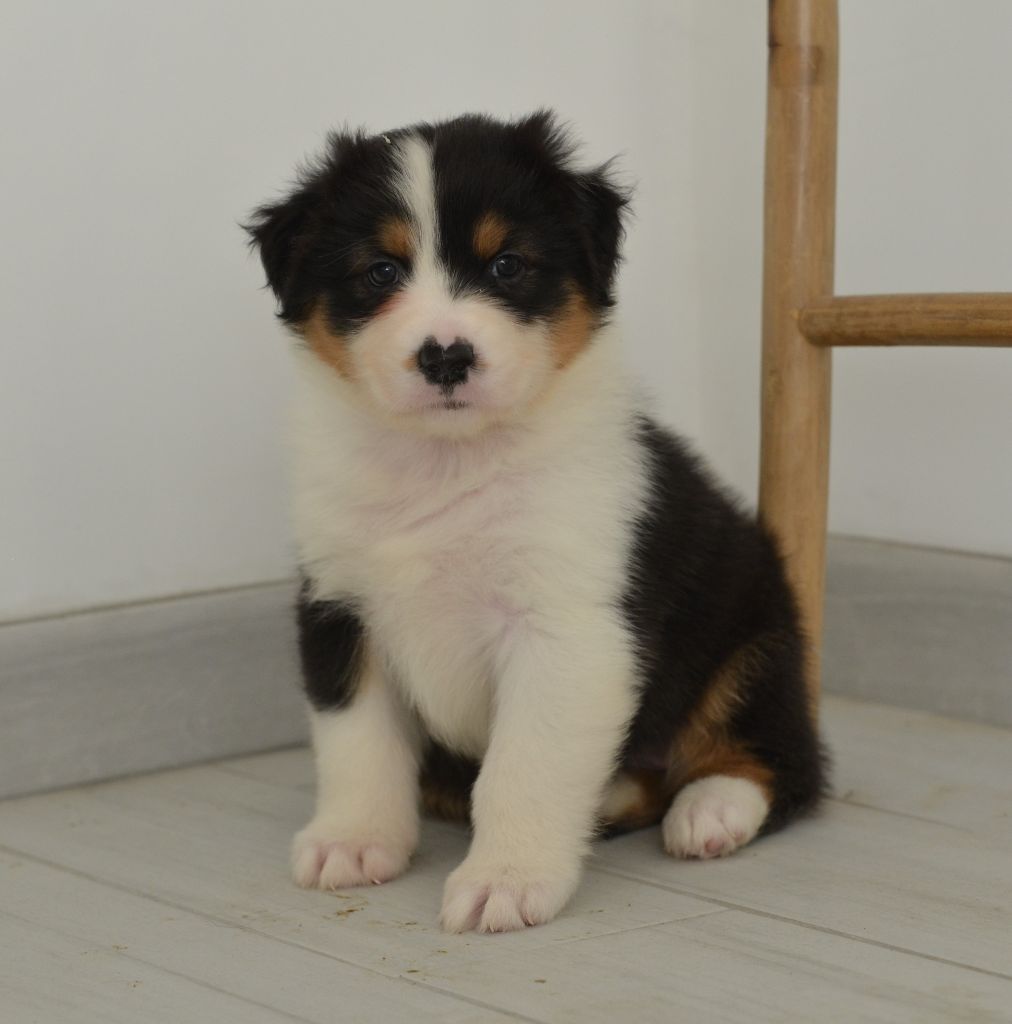 Opal Aussie - Chiot disponible  - Berger Australien