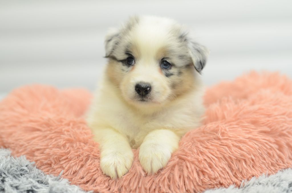 Opal Aussie - Chiot disponible  - Berger Australien