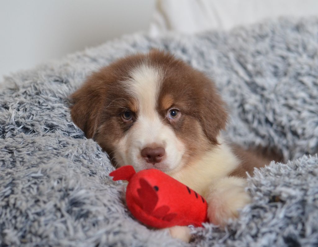 Opal Aussie - Chiot disponible  - Berger Australien