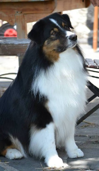 Opal Aussie Deep black