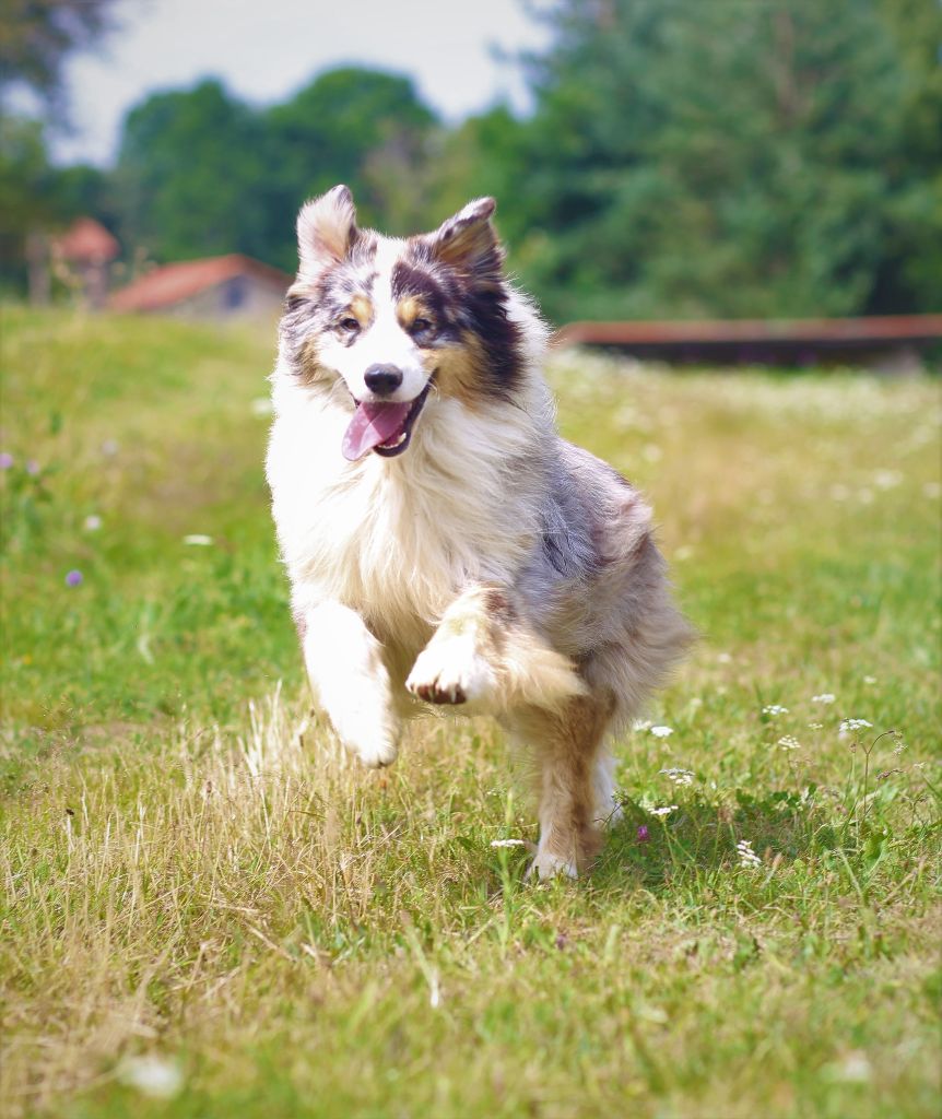Opal Aussie Like a speeding bullet