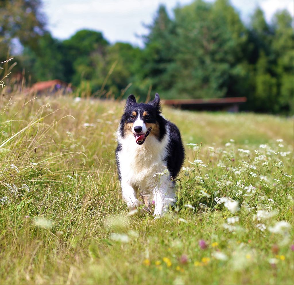 Opal Aussie Lily it's tea time