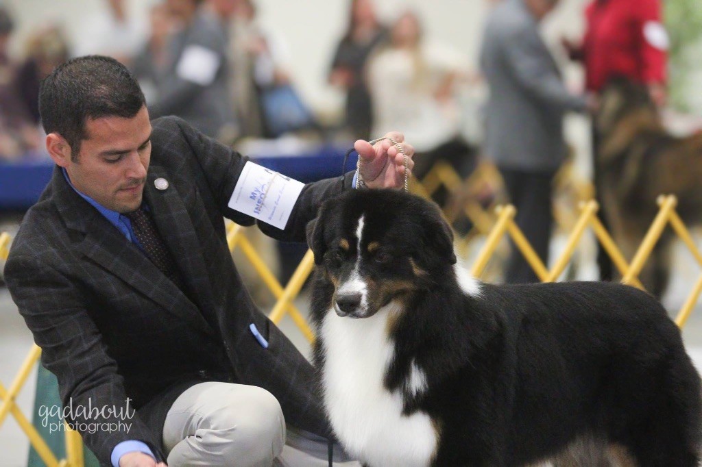 CH. Opal Aussie Heart throb