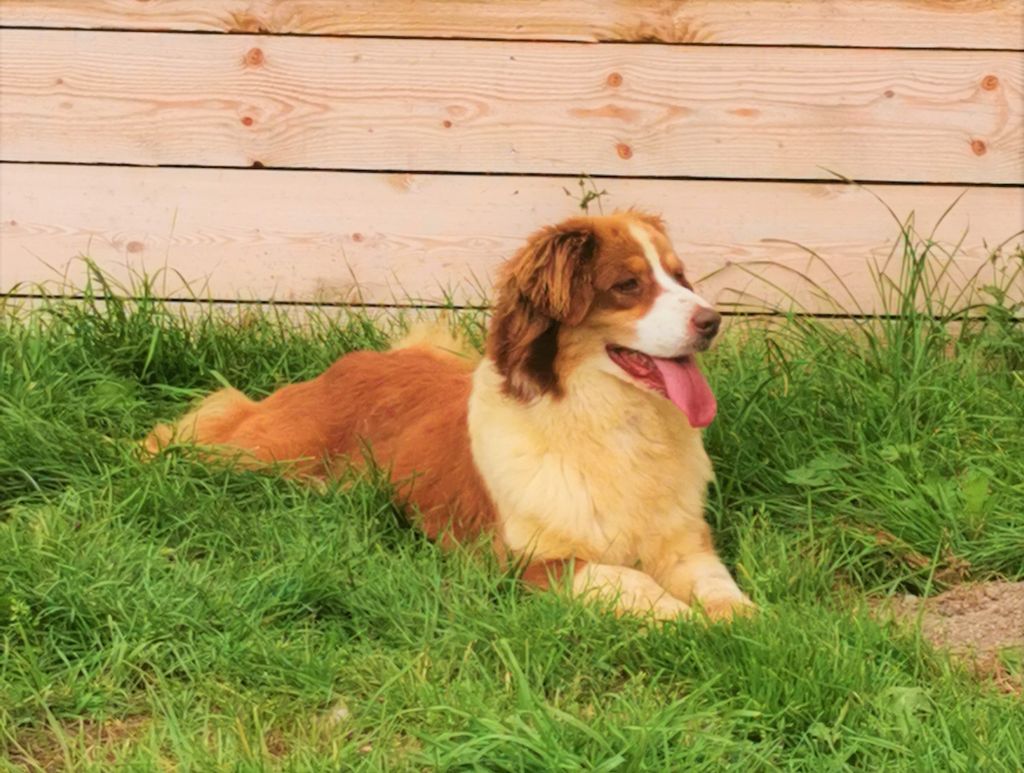 Opal Aussie Miss anastasia