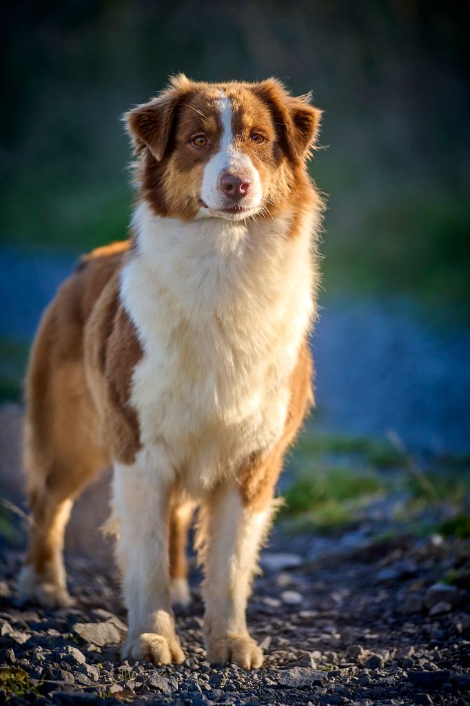 Opal Aussie River flows'you