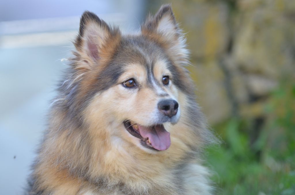 Opal Aussie Olly berry