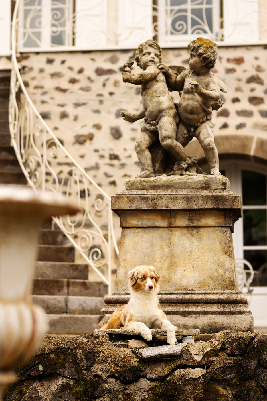 Opal Aussie TEXAS FORT WORTH