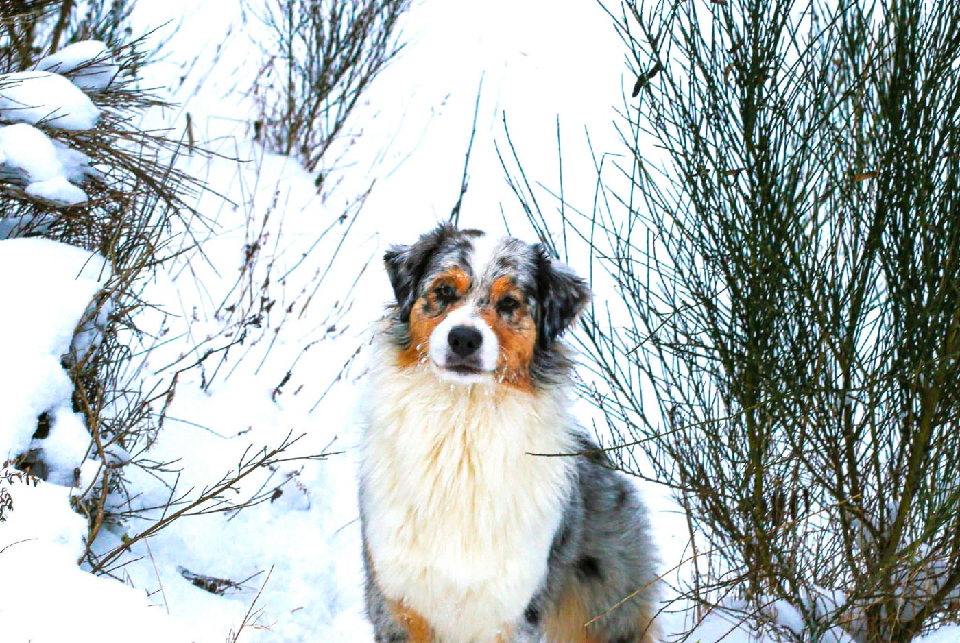 CH. Opal Aussie Seven King