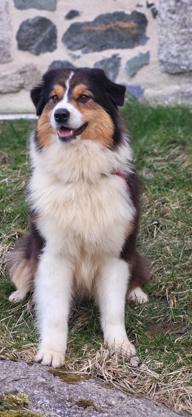 Opal Aussie  THINK I'M UNIQUE