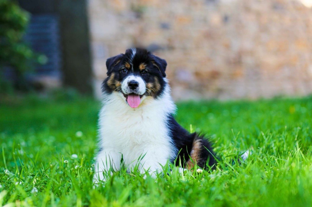 Opal Aussie - Chiots disponibles - Berger Australien
