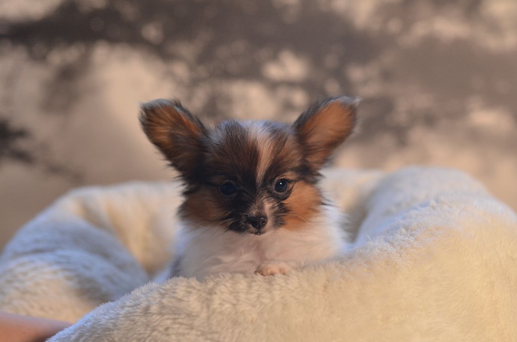 Opal Aussie - Chiots disponibles - Epagneul nain Continental (Papillon)