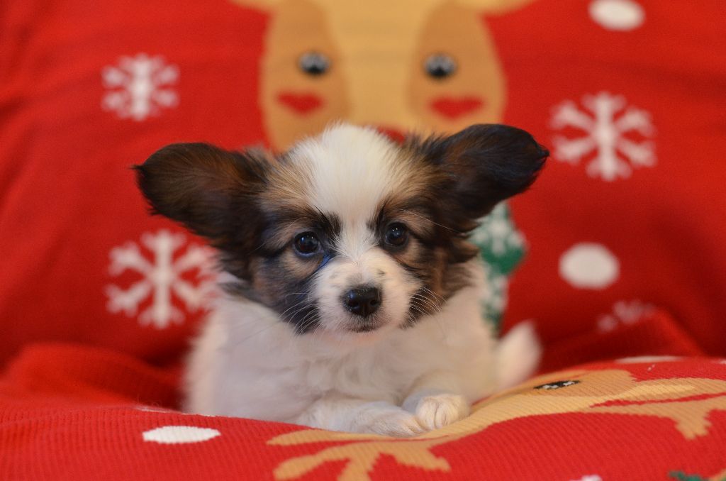 Chiot Epagneul nain Continental (Papillon) Opal Aussie