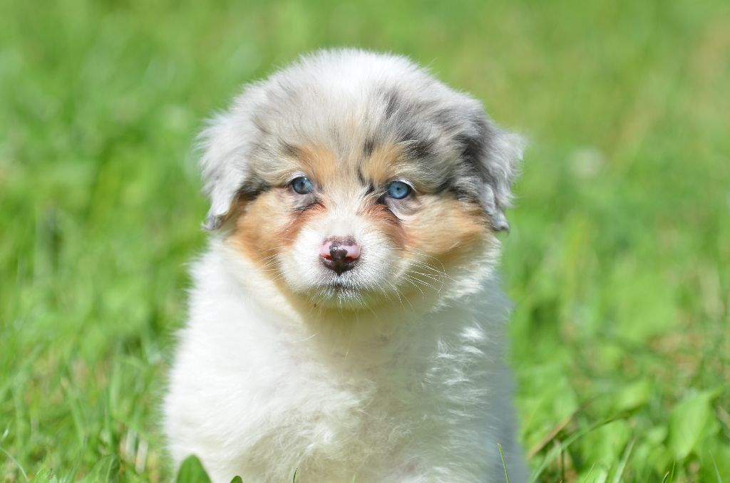 Chiot Berger Australien Opal Aussie