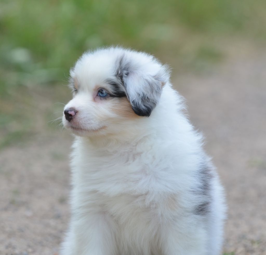 Opal Aussie - Chiots disponibles - Berger Australien