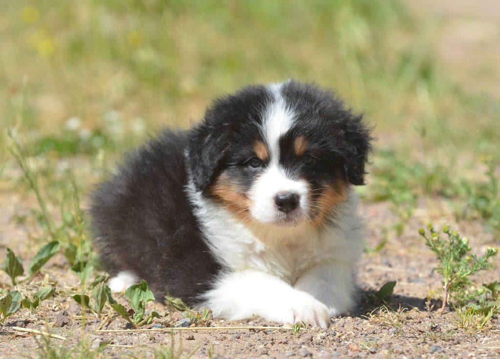 Opal Aussie - Chiots disponibles - Berger Australien