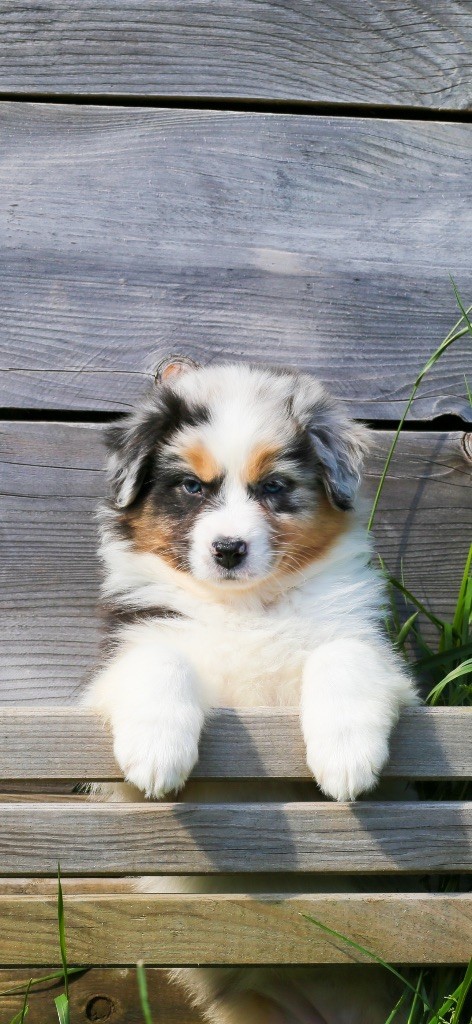 Opal Aussie - Chiots disponibles - Berger Australien