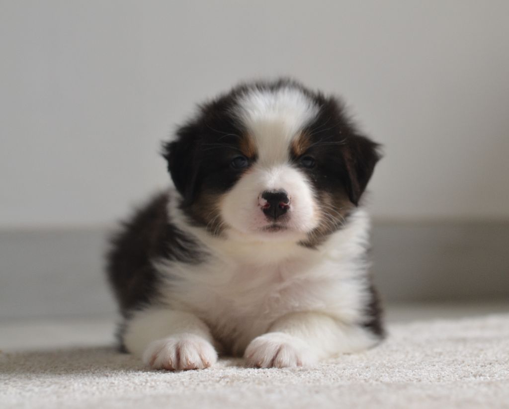 Opal Aussie - Chiots disponibles - Berger Australien