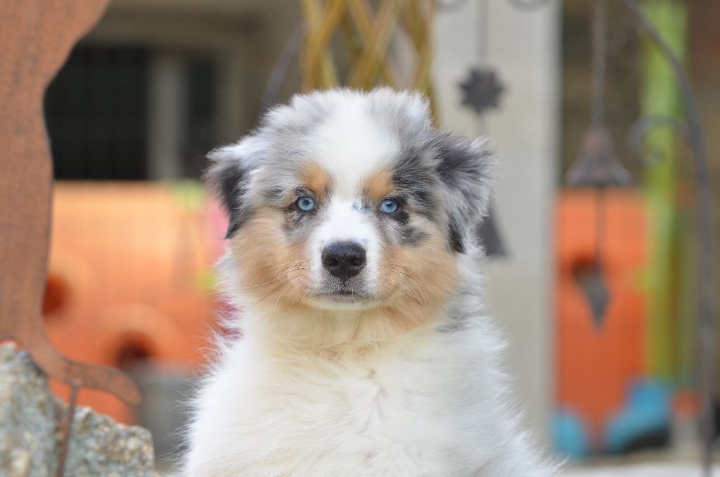 Opal Aussie - Chiots disponibles - Berger Australien