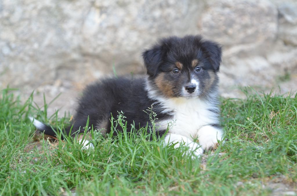 Opal Aussie - Chiots disponibles - Berger Australien