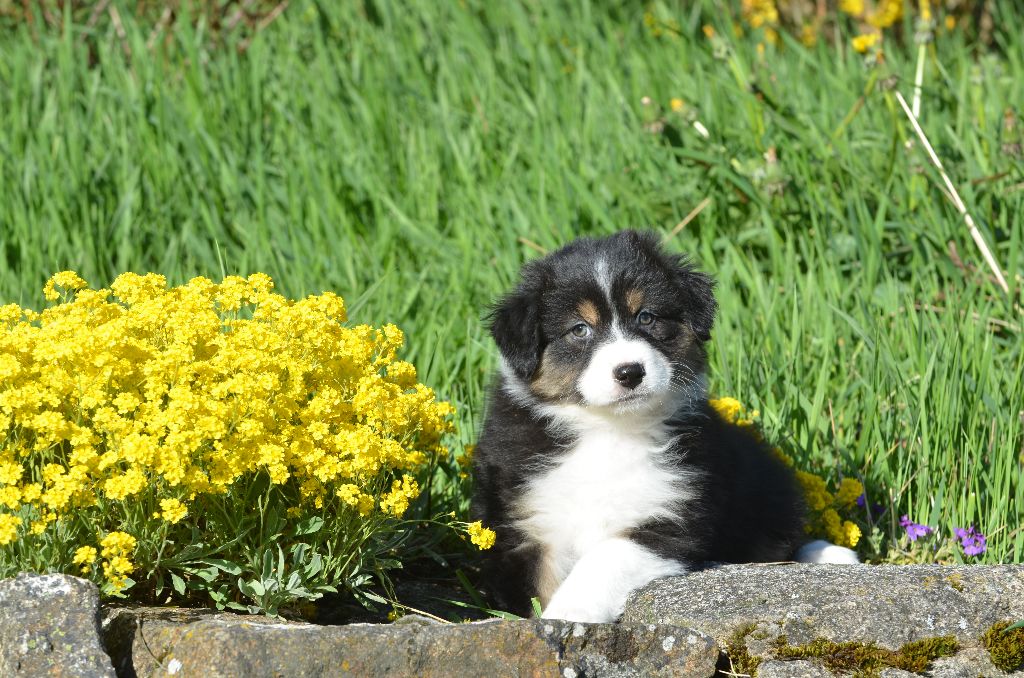 Opal Aussie - Chiots disponibles - Berger Australien