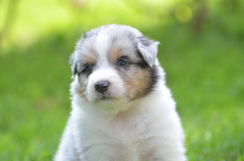 Opal Aussie - Chiots disponibles - Berger Australien