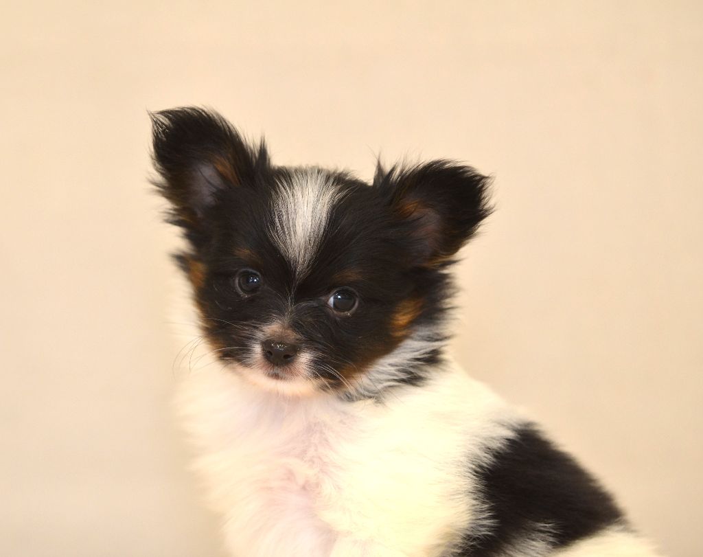Opal Aussie - Chiots disponibles - Epagneul nain Continental (Papillon)