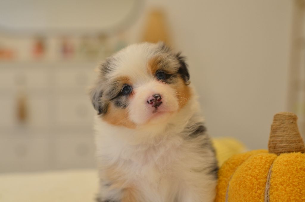 Opal Aussie - Berger Australien - Portée née le 08/08/2025
