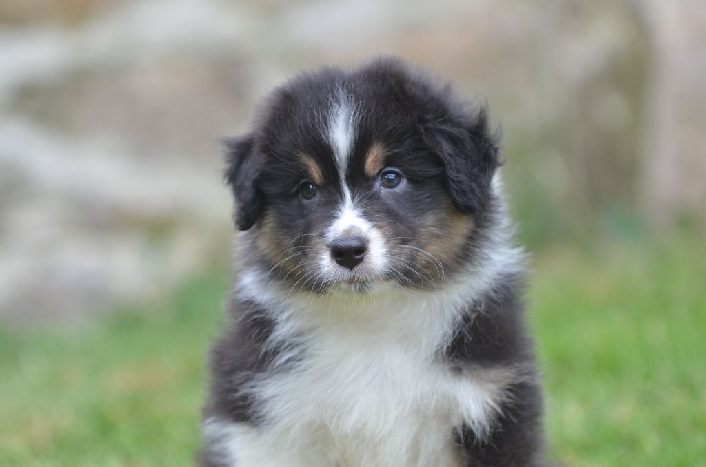 Opal Aussie - Chiots disponibles - Berger Australien