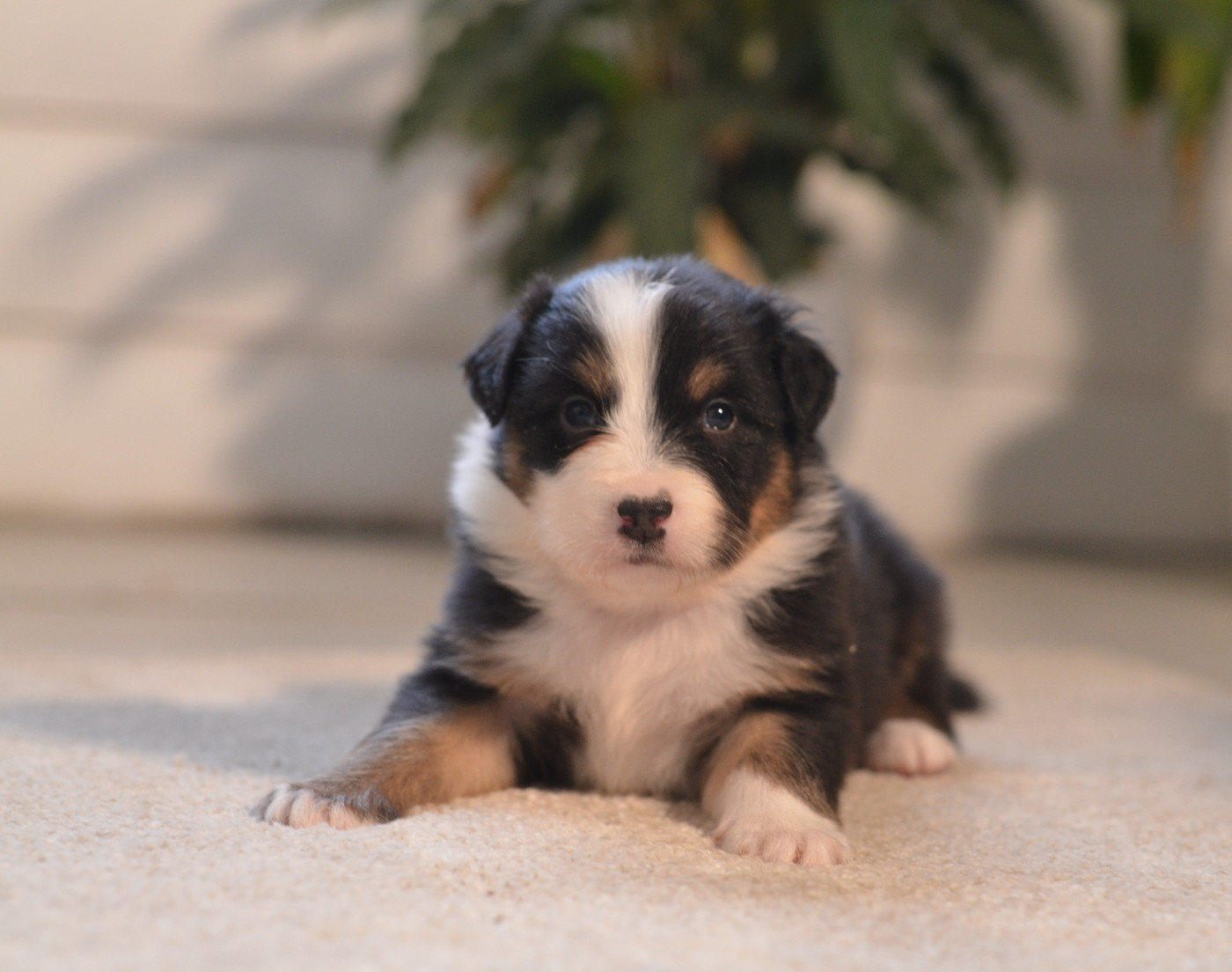 Opal Aussie - Chiots disponibles - Berger Australien