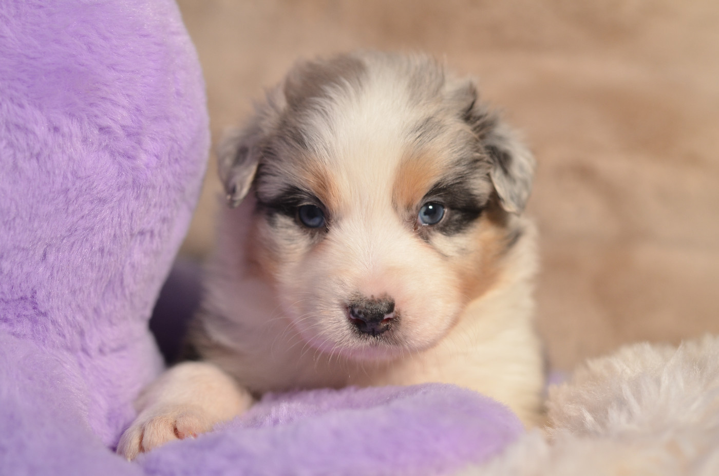 Opal Aussie - Chiots disponibles - Berger Australien