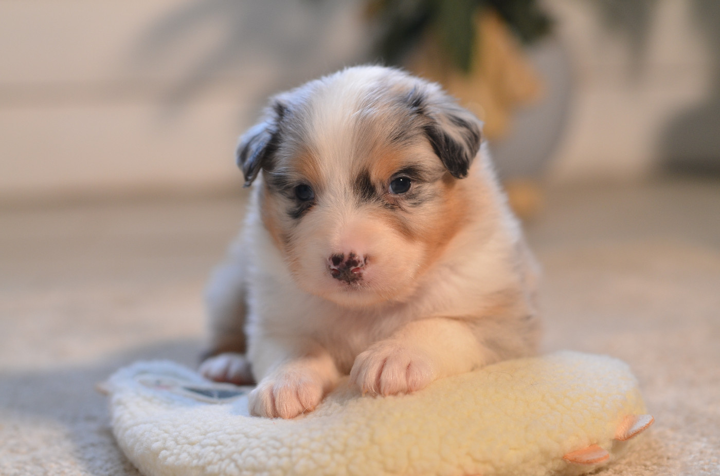 Opal Aussie - Chiots disponibles - Berger Australien
