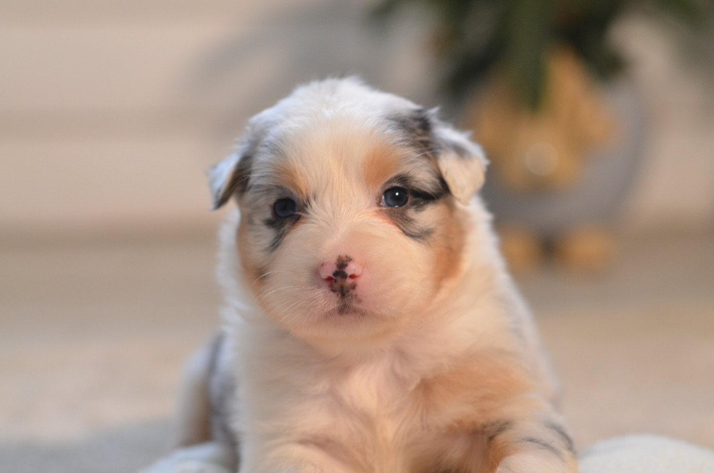 Opal Aussie - Chiots disponibles - Berger Australien