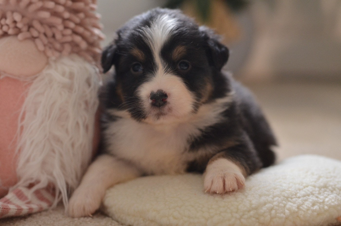 Opal Aussie - Chiots disponibles - Berger Australien