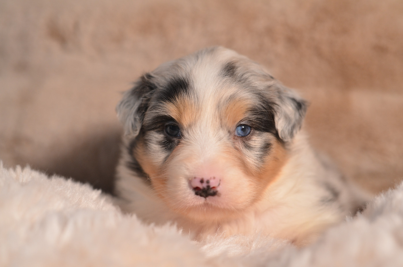 Opal Aussie - Chiots disponibles - Berger Australien