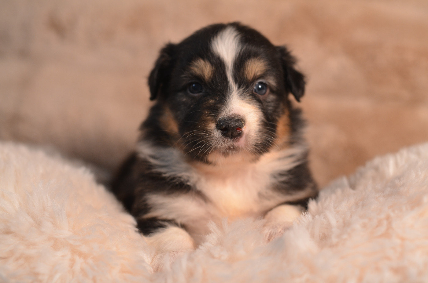 Opal Aussie - Chiots disponibles - Berger Australien