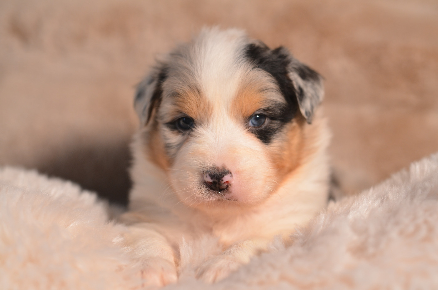 Opal Aussie - Chiots disponibles - Berger Australien